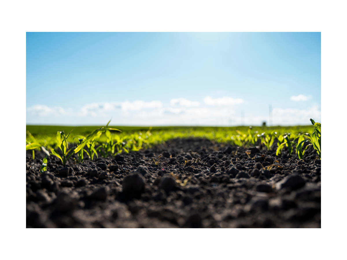 Image of field with soil 