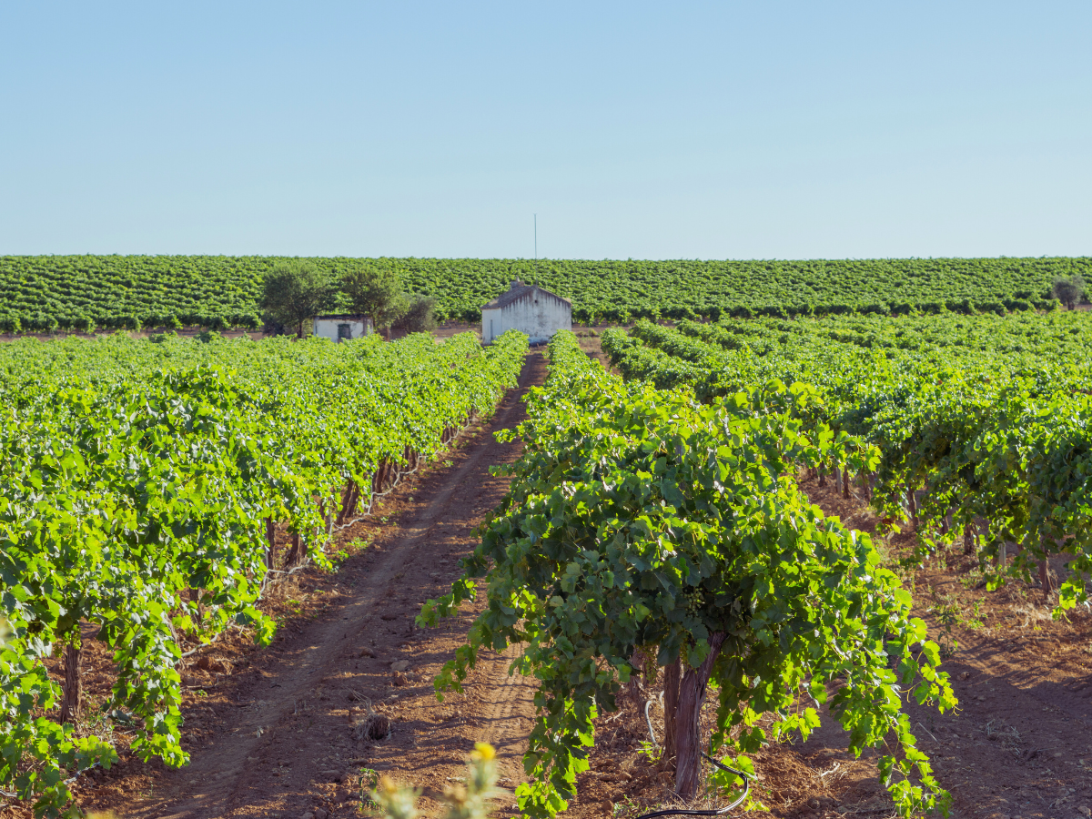 rows of crops in farmers field with outbuildings in background