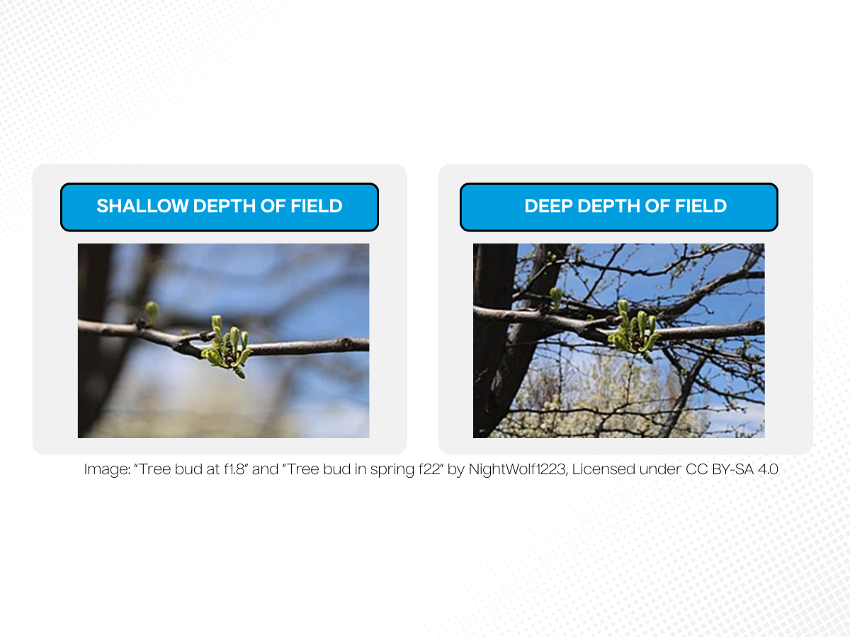 Side by side of the same image showing shallow depth of field with background not in focus, and deeper depth of field with entire scene in focus