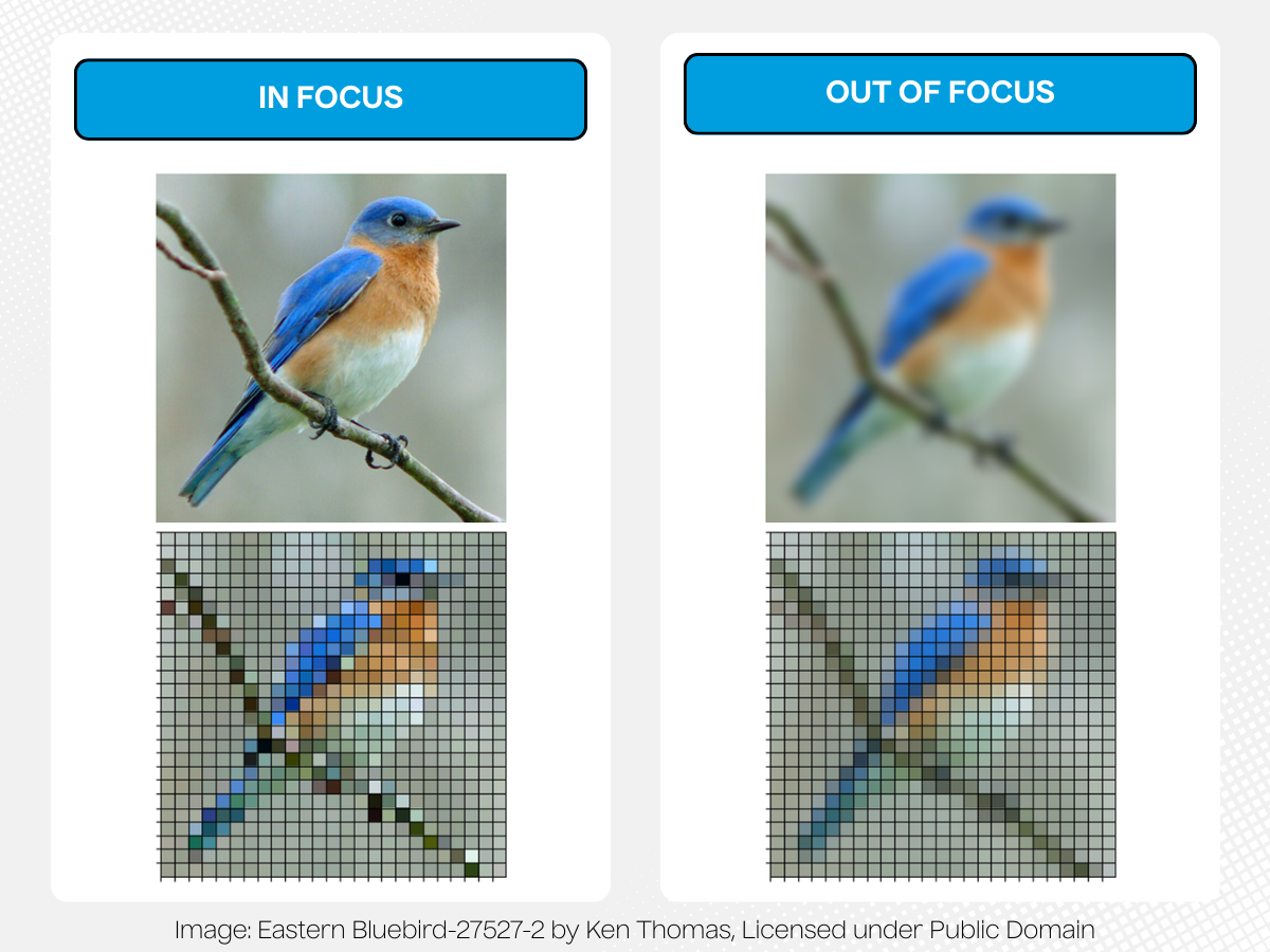 Image of Bluebird in focus, with pixelated image below showing strong contrast, and same image out of focus and pixelated showing poorer contrast between pixels