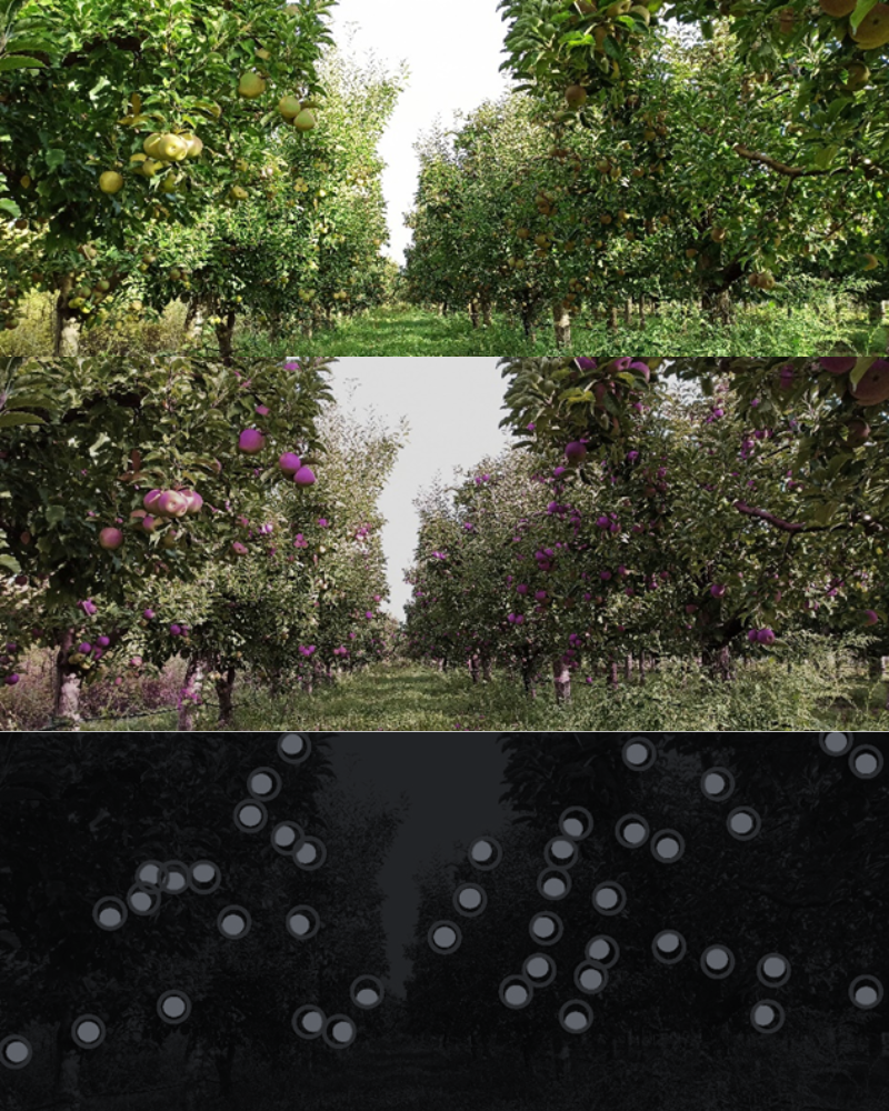 Orchard with green apples image in RGB, Multispectral highlighting fruit and comparison with just fruit detected