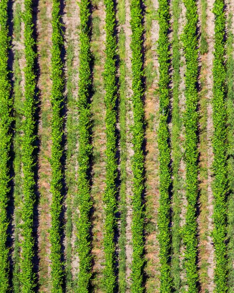 Image of rows of crops from airborne view