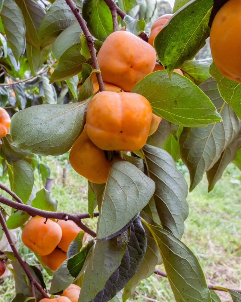 Fruit clusters on tree