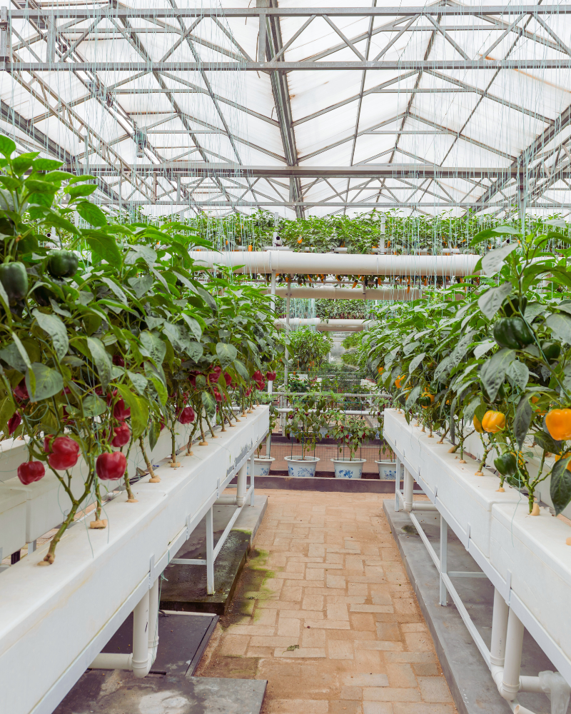 Rows of vegetables in greenhouse